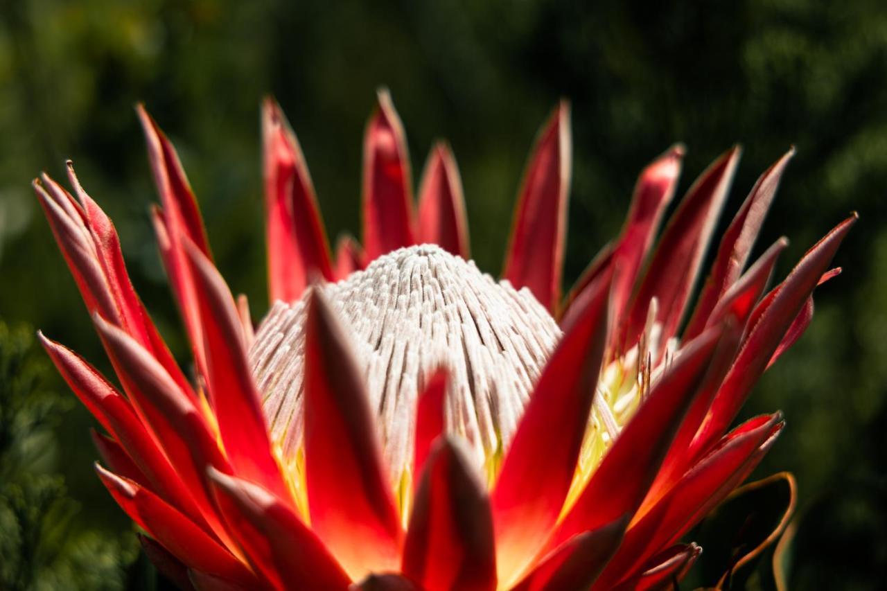 Brackenhills Private Nature Reserve Swellendam Exterior foto