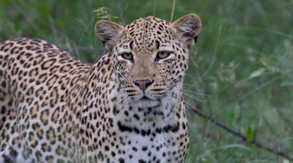 Brackenhills Private Nature Reserve Swellendam Exterior foto